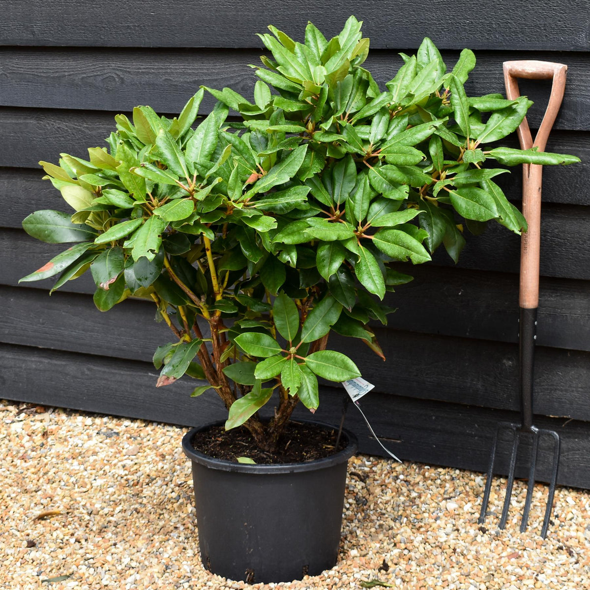 Rhododendron 'Pearce's American Beauty' - Shrub - Height 60-70cm - 20lt