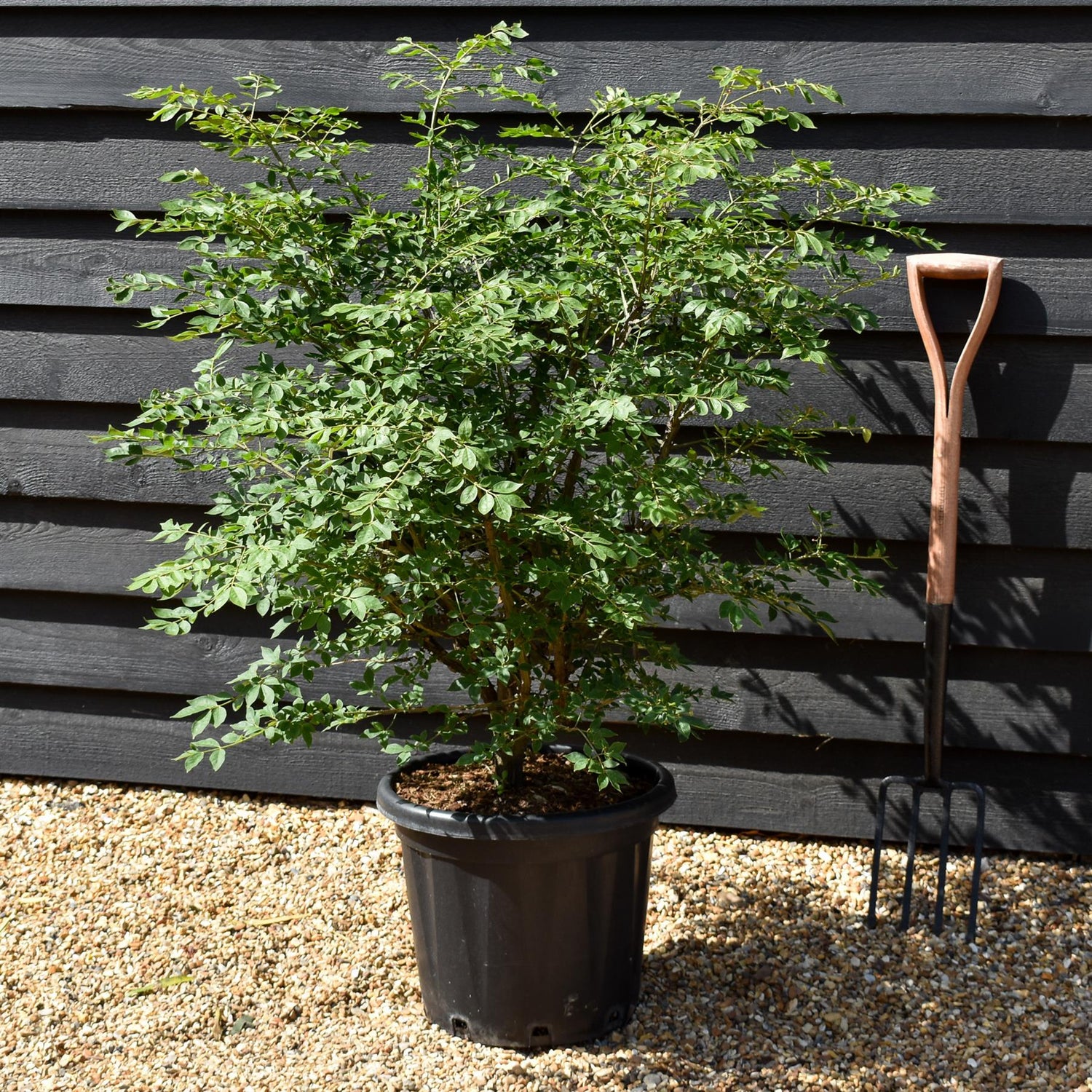 Winged Spindle Tree | Euonymus Alatus - Height 90-110cm - 25lt