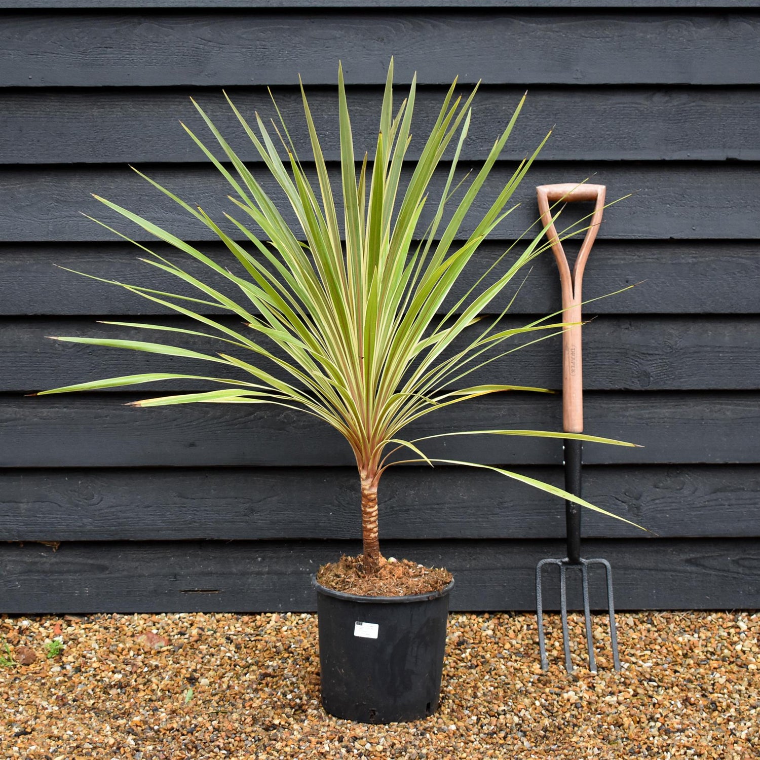 Cordyline - Torbay Dazzler - Stem 10cm - Height 70-80cm - 10lt