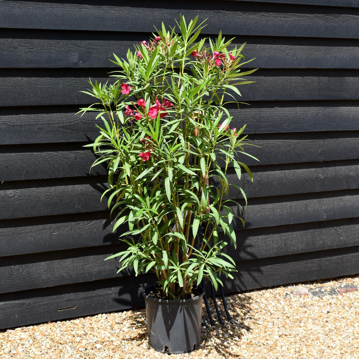 Nerium oleander 'Rosso Semplice' - Red - Shrub - Height 100-120cm - 7lt
