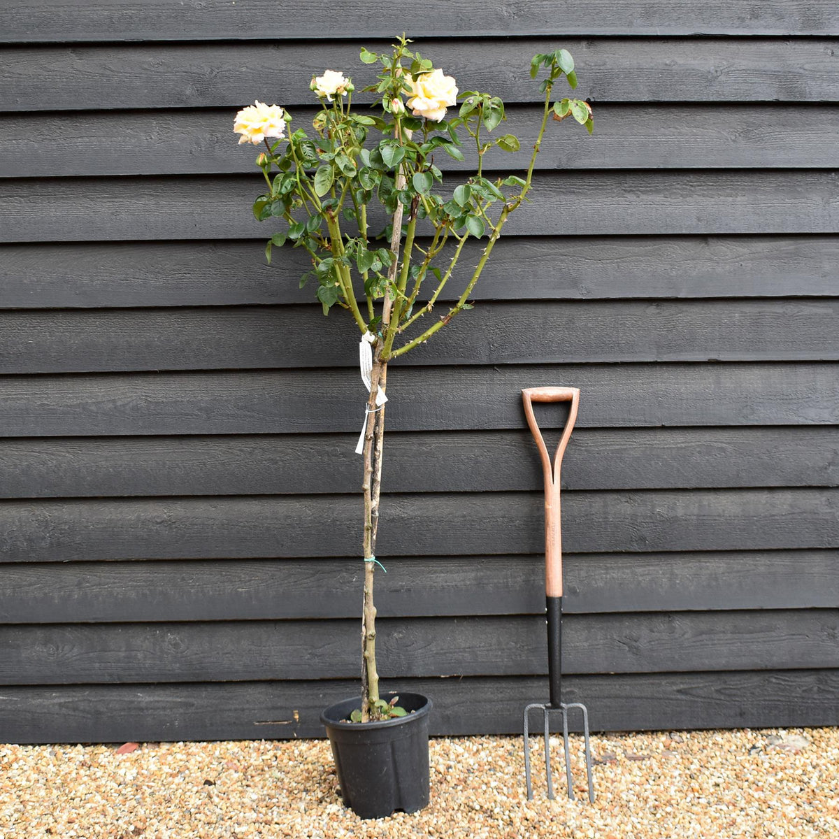 Rose 'Giallo Sfumato' - Clear Stem 80-90cm - Height 130-160cm - 18lt