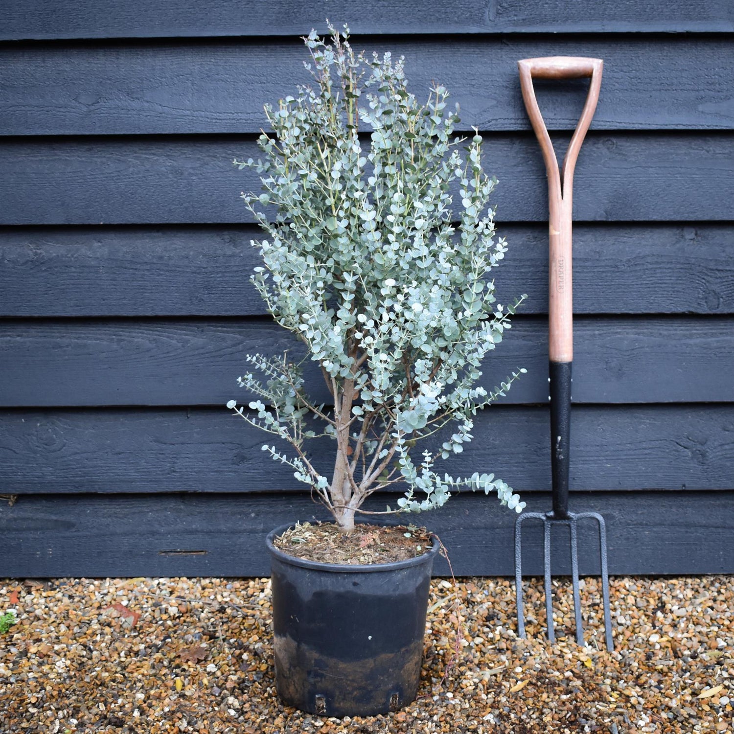 Eucalyptus gunnii 'Azura' | Cider Gum Shrub - Bushy - Height 80-90cm - 10lt