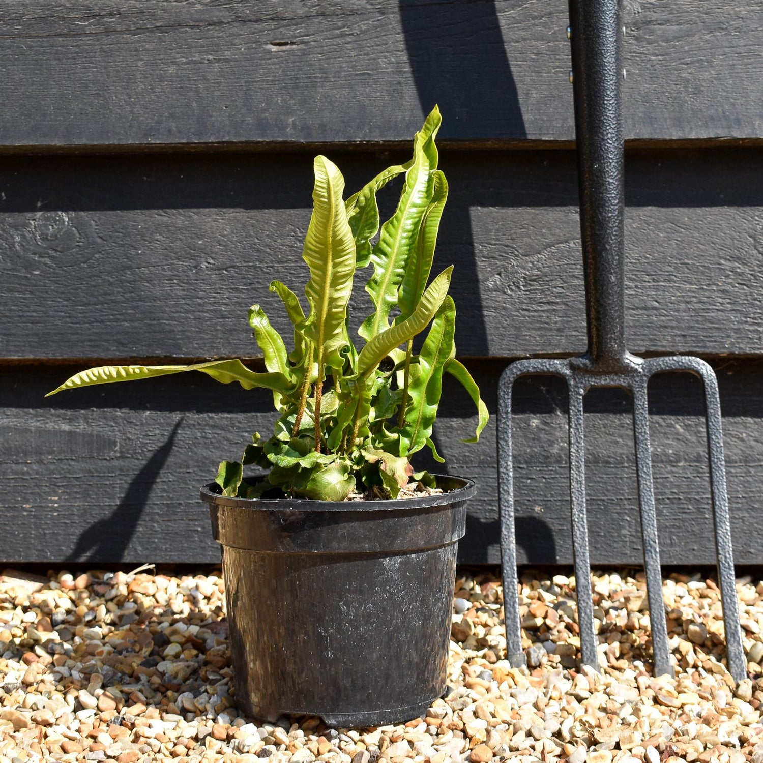 Asplenium scolopendrium - Fern - Height 20-30cm - 2lt