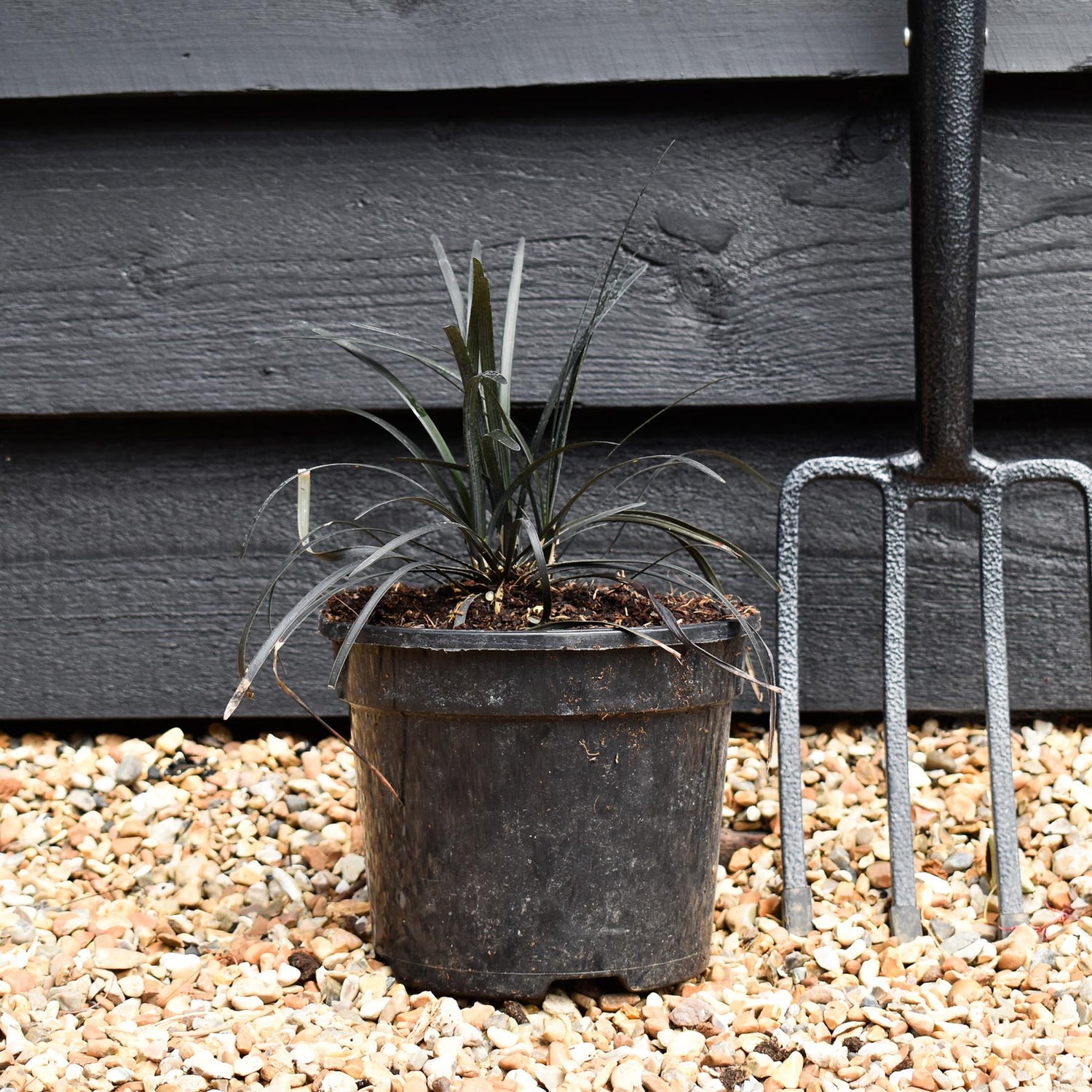 Black Mondo Grass | Ophiopogon planiscapus nigrescens - Height 10cm Width 10cm - 3lt