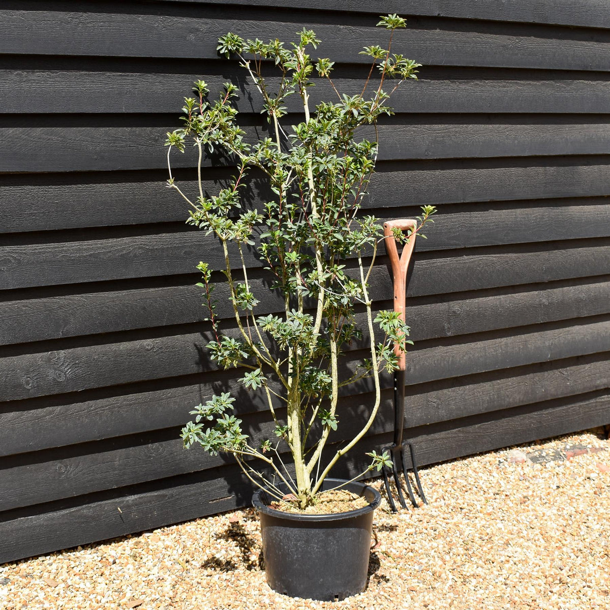 Enkianthus 'Pagoda' | Pagoda Bush - 120-160cm, 20lt