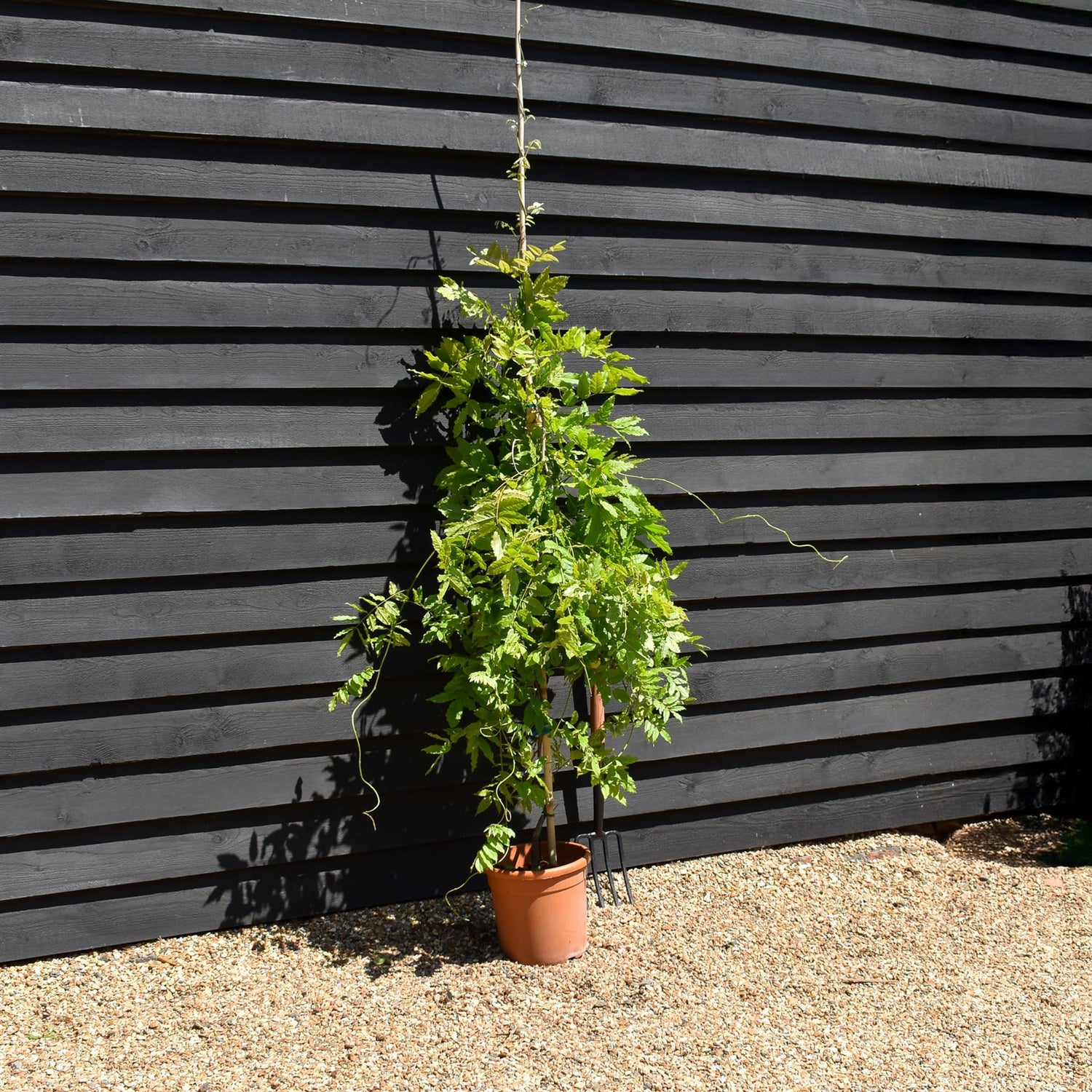 Wisteria Violacea Plena - Cane - Height 160-170cm - 12lt