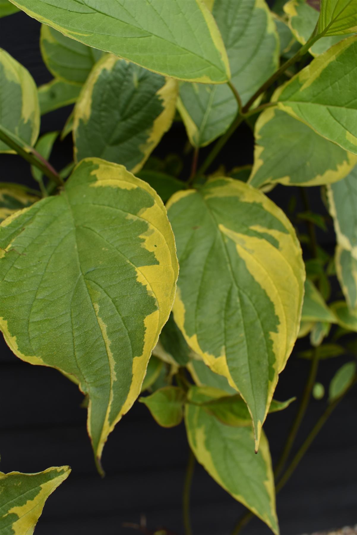 Cornus alba 'Gouchaultii' | Dogwood 'Gouchaultii' - 70-100cm, 12lt