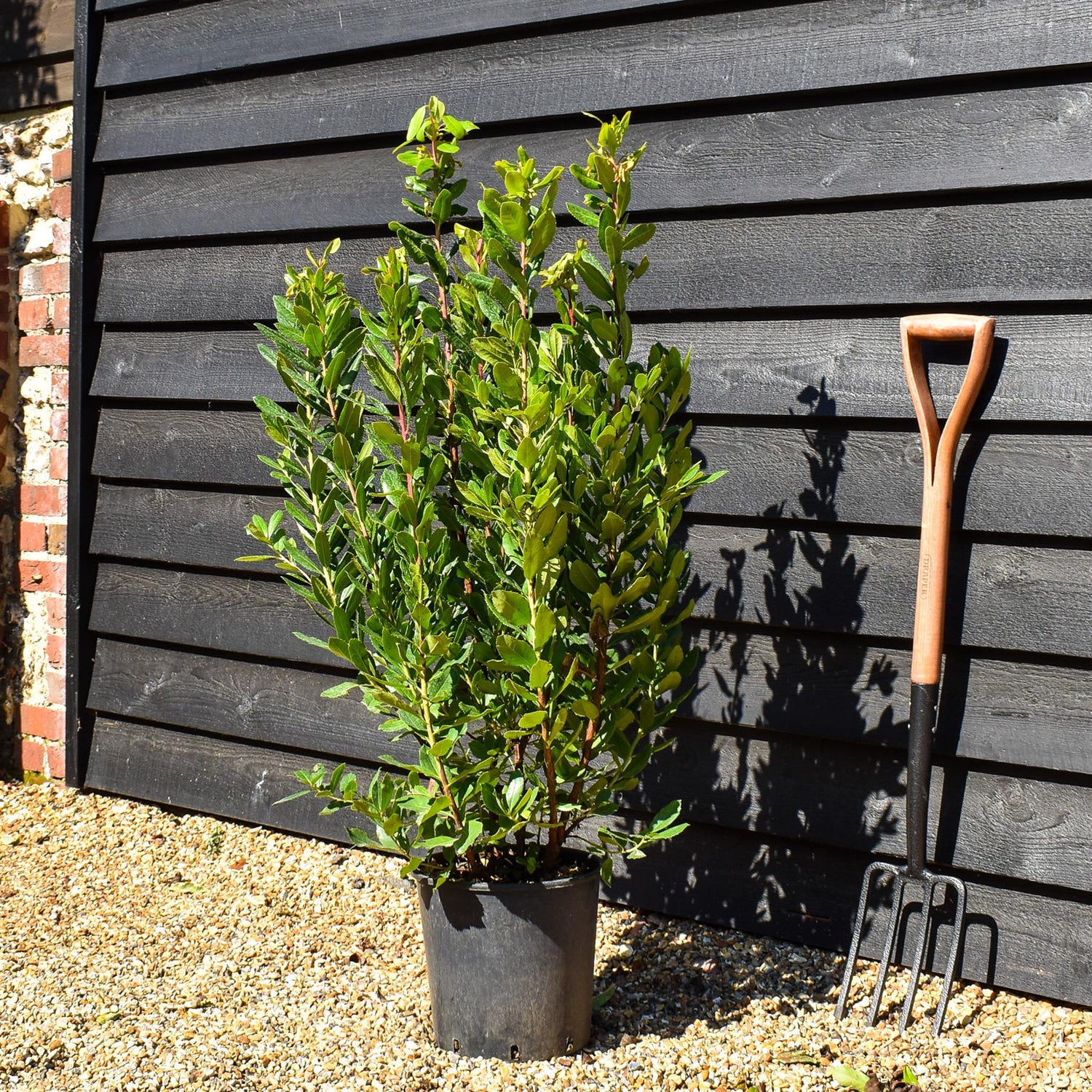 Strawberry Tree Shurb | Arbutus unedo - Bush - Height 80-100cm - 10lt