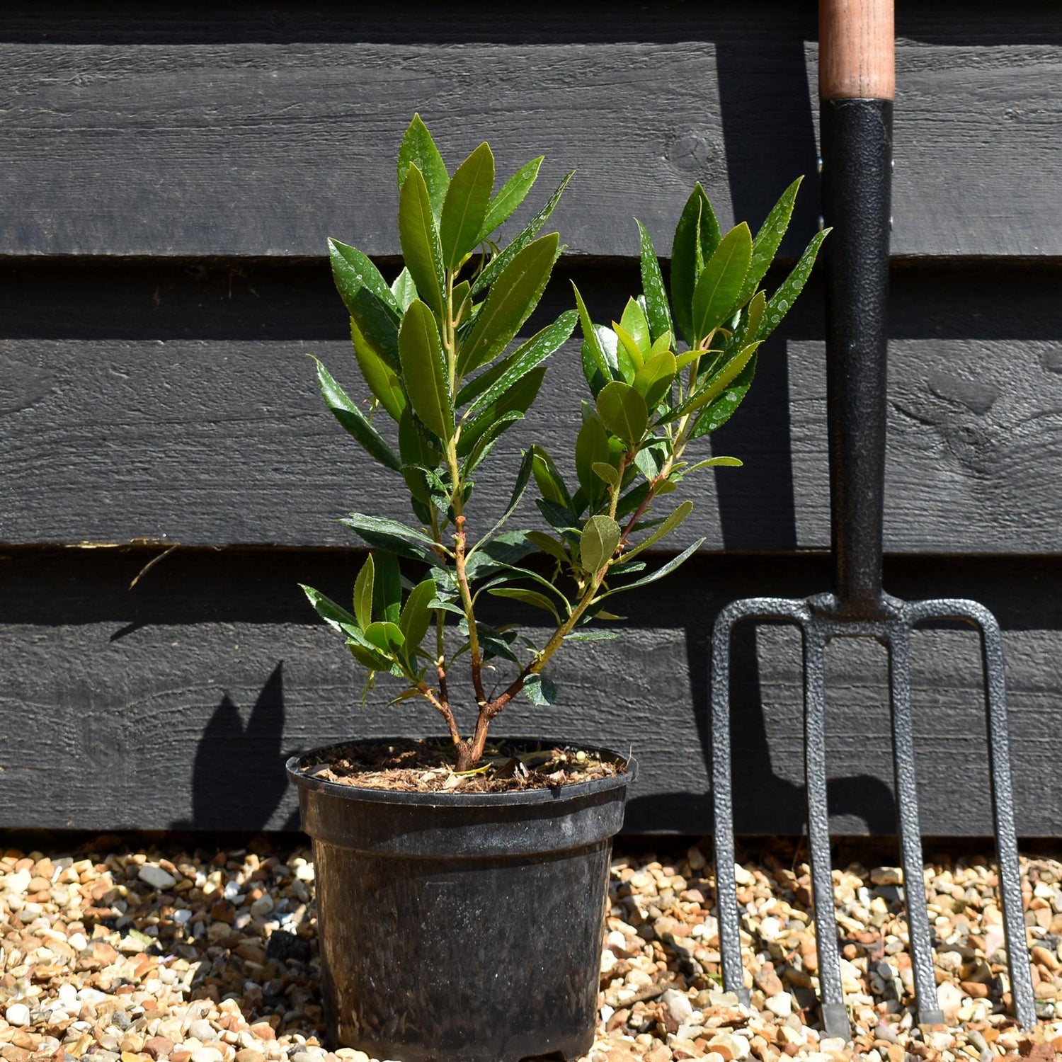 Arbutus Unedo Compacta | Strawberry Tree - Shrub - 20-30cm - 3lt