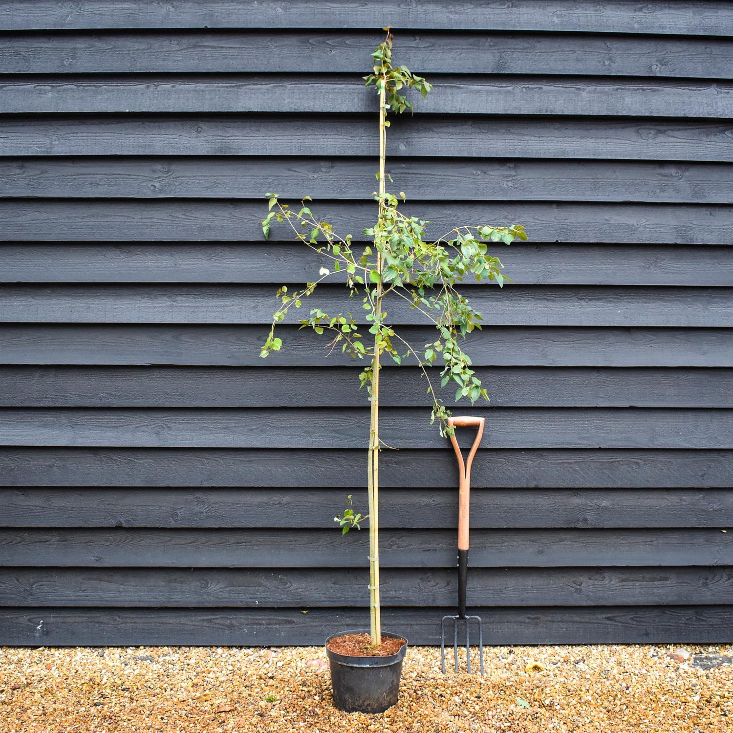 Cercidiphyllum japonicum | Japanese Katsura Tree - Height 140-220cm - 20lt