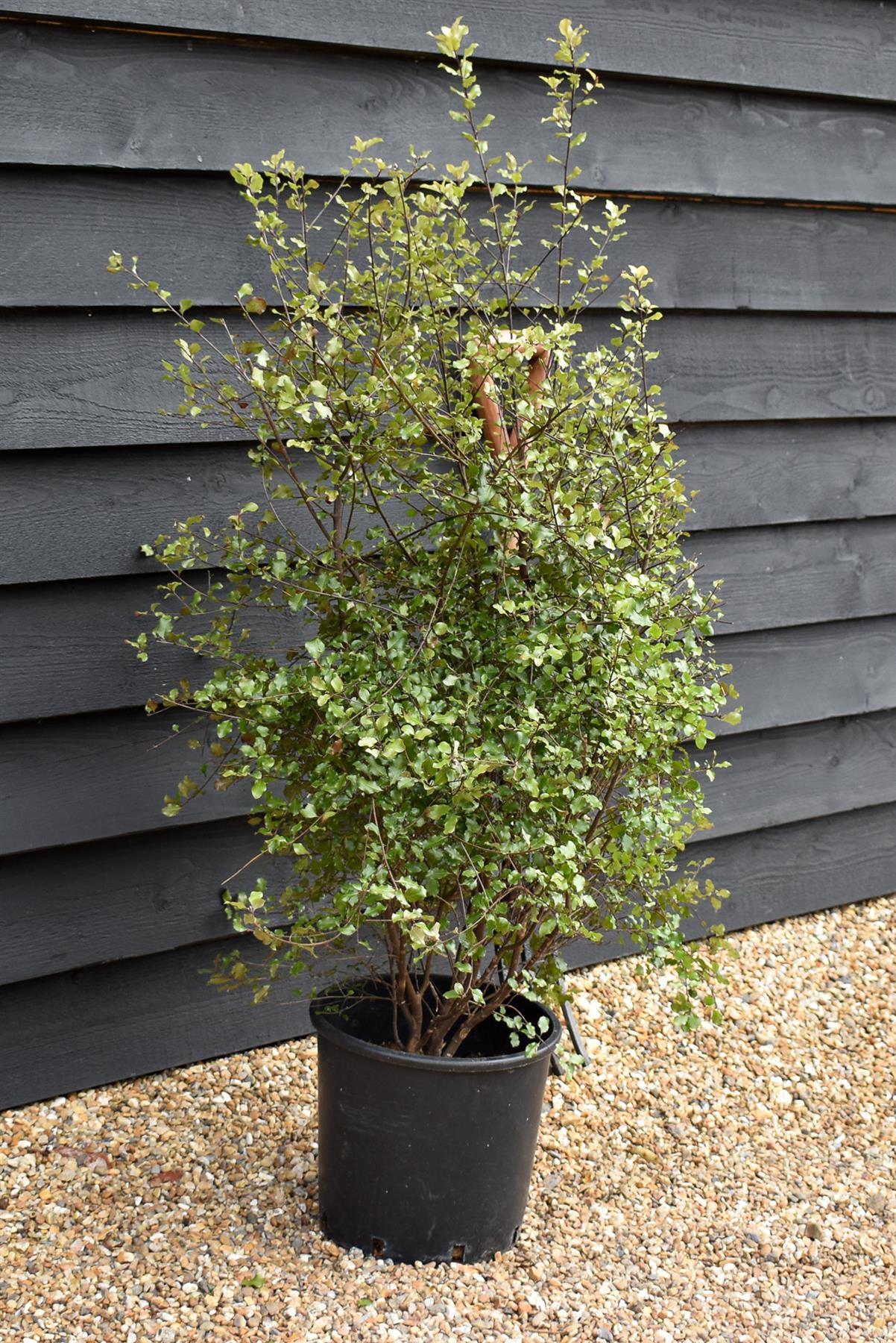 Pittosporum tenuifolium 'Irish Luck' - Height 110-120cm -12lt
