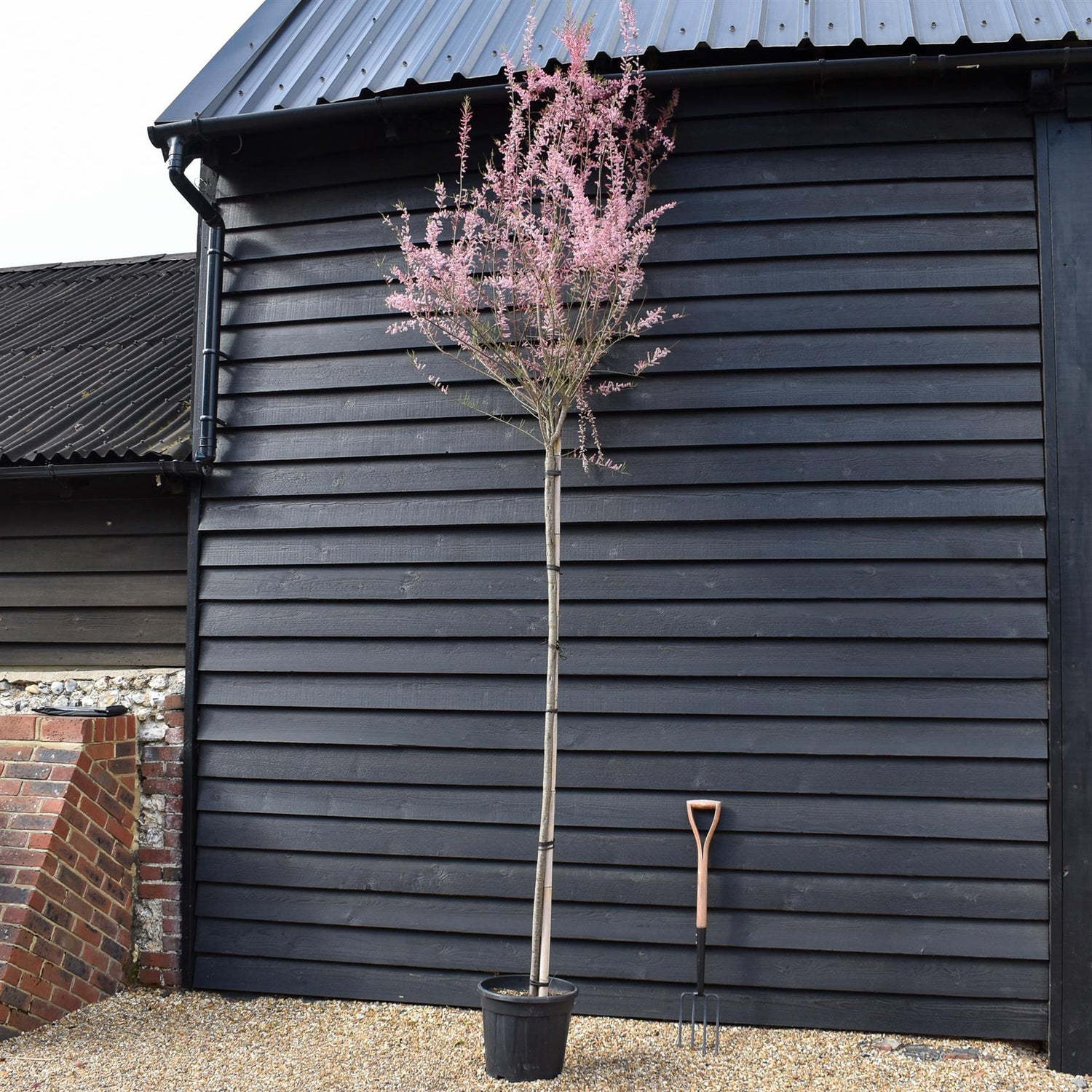 Tamarix Gallica - Clear Stem 180-200cm - Girth 8-10cm - Height 380-400cm - 25lt