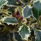 Ilex aquifolium 'Aurea Marginata' | Golden Variegated Holly - Parachute - Height 150cm - 110lt