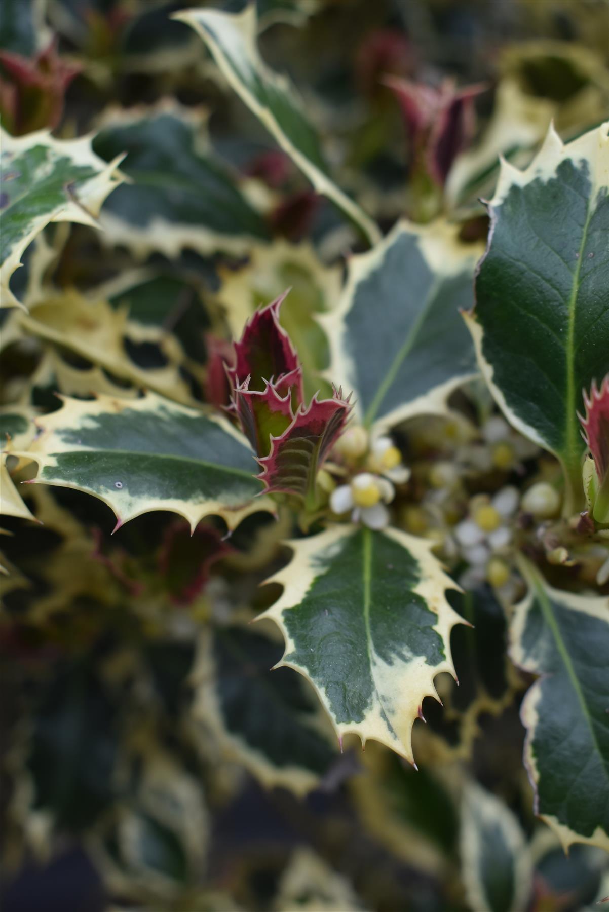 Ilex aquifolium 'Aurea Marginata' | Golden Variegated Holly - Parachute - Height 150cm - 110lt