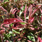 Photinia Pink Marble ('Cassini') | Christmas Berry Pink Marble - 35lt