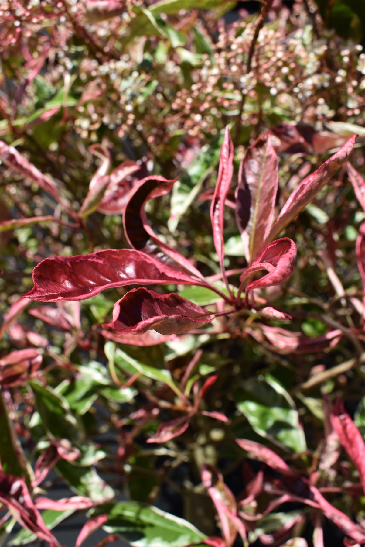 Photinia Pink Marble ('Cassini') | Christmas Berry Pink Marble - 35lt