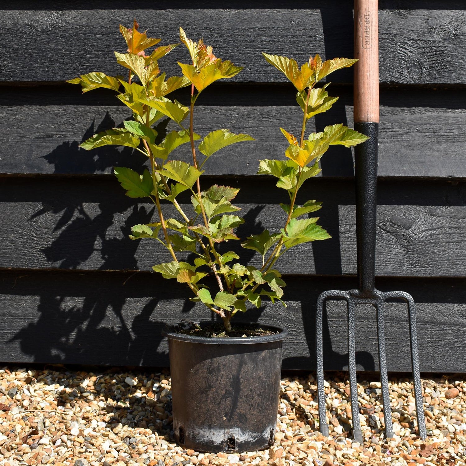 Physocarpus 'Amber Jubilee' - Shrub - Height 15-25cm - 2lt