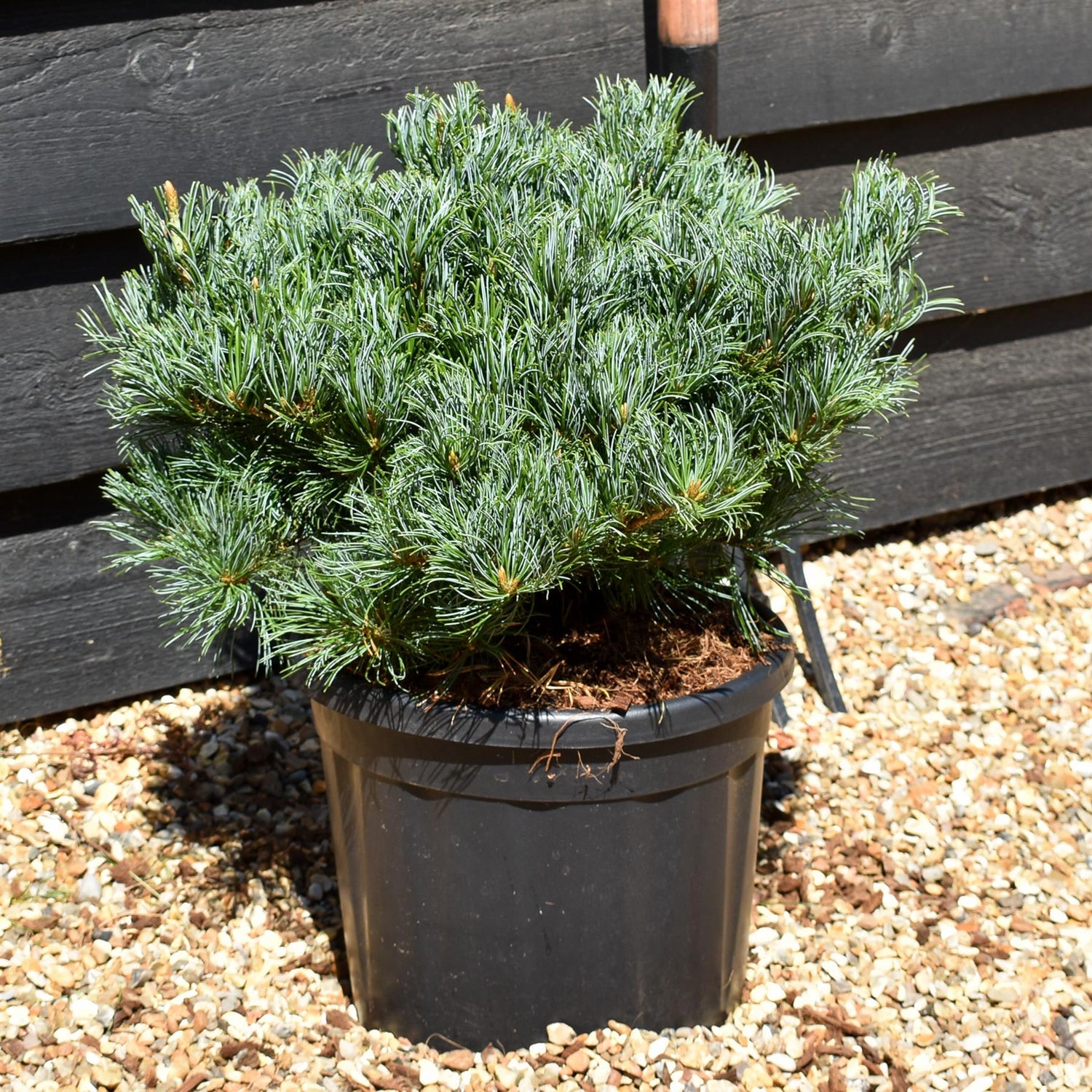 Pinus Parviflora 'Linda' - Height 30cm-40cm - Width 35-45cm - 11lt