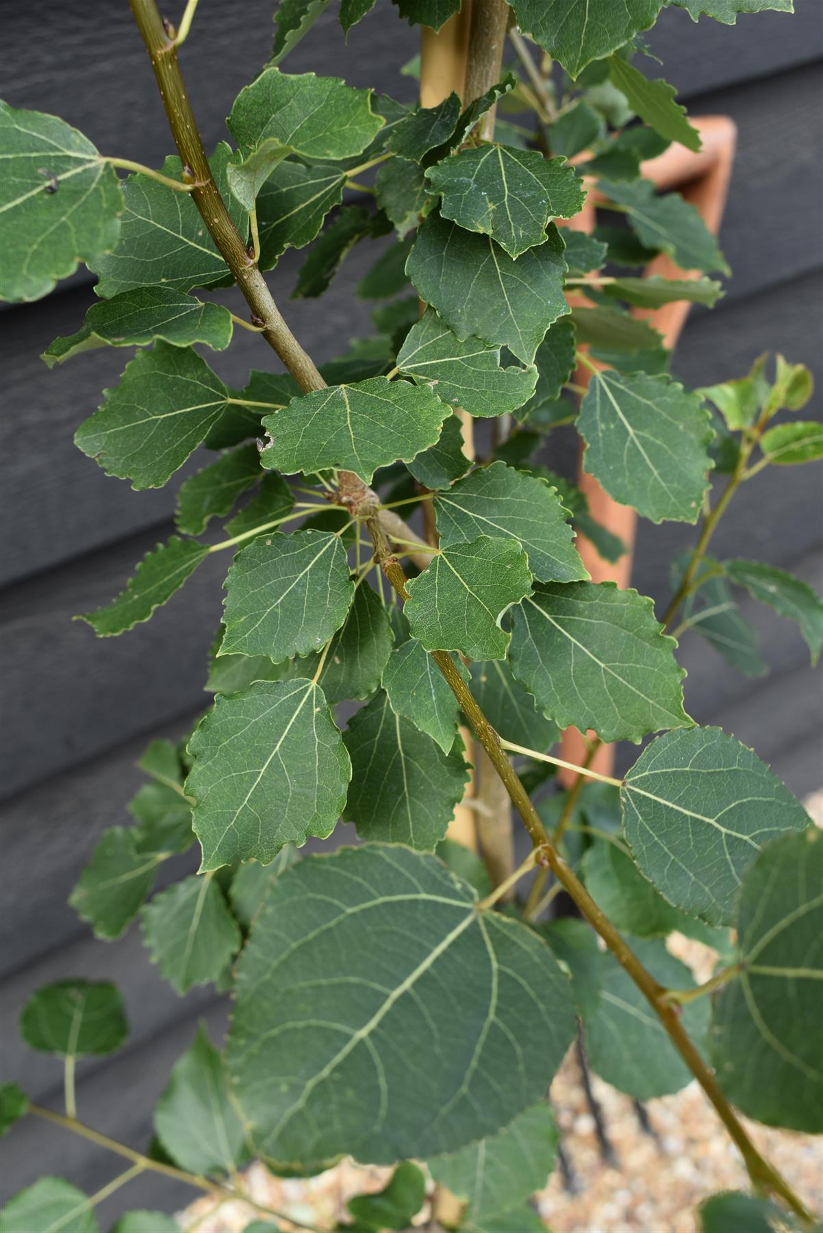 Aspen | Populus tremula - Height 130-160cm - 2-3 years old - Pot Grown - 10lt