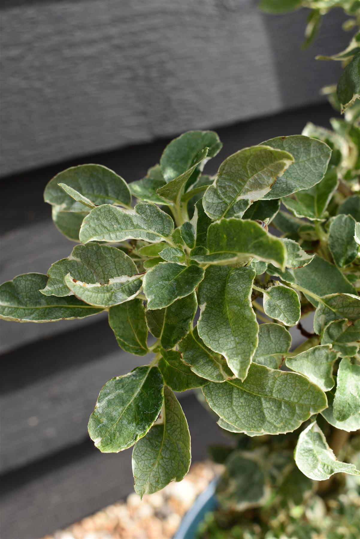 Hydrangea Silver Lining | Hydrangea Silver Lining - 20-40cm, 10lt