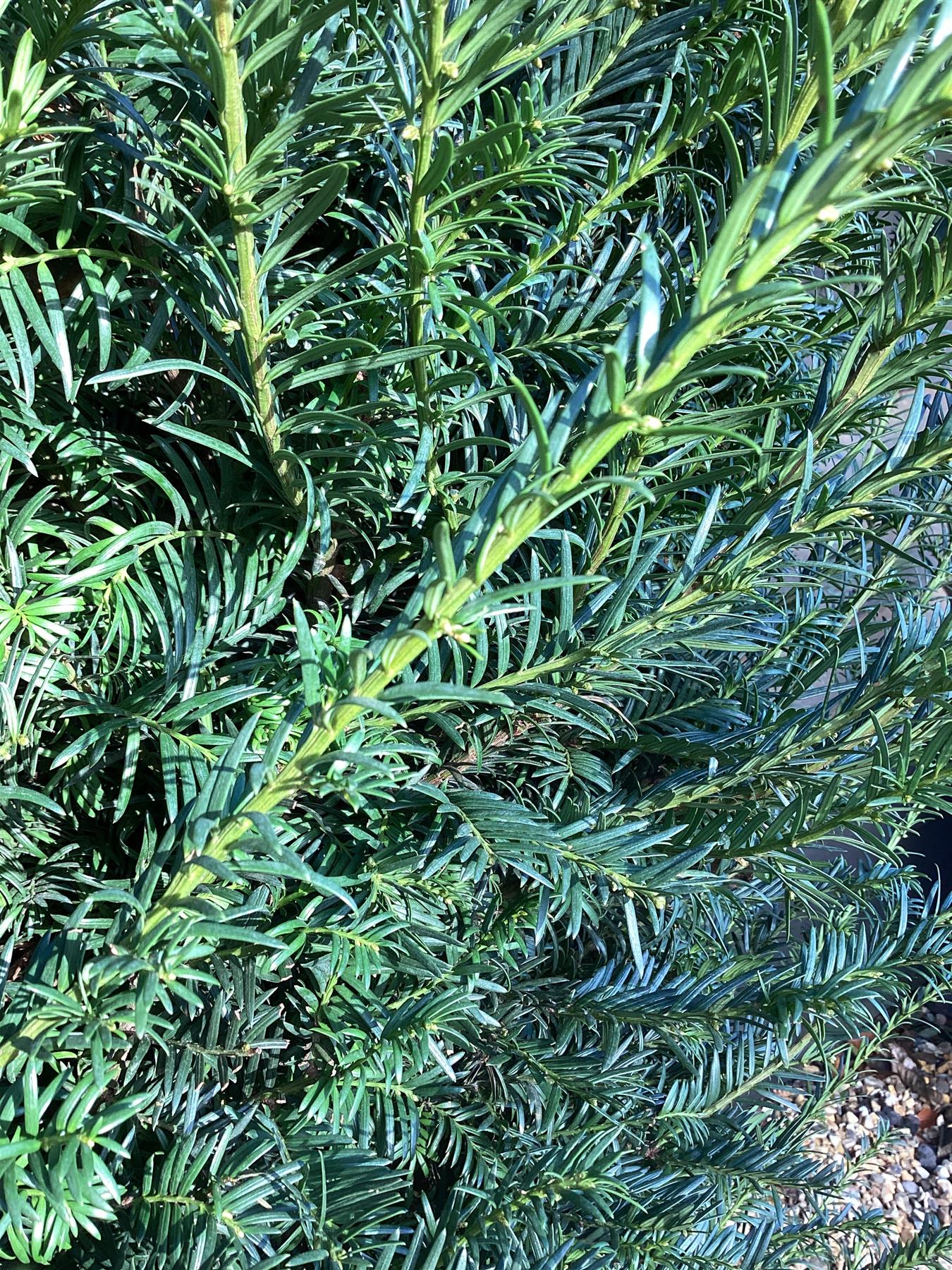 Taxus baccata - 170-180cm - 45lt