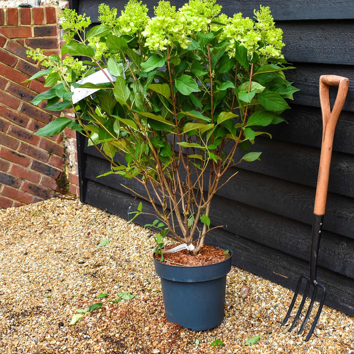 Hydrangea Paniculata 'Bonfire' - Height 50-60cm - 15lt