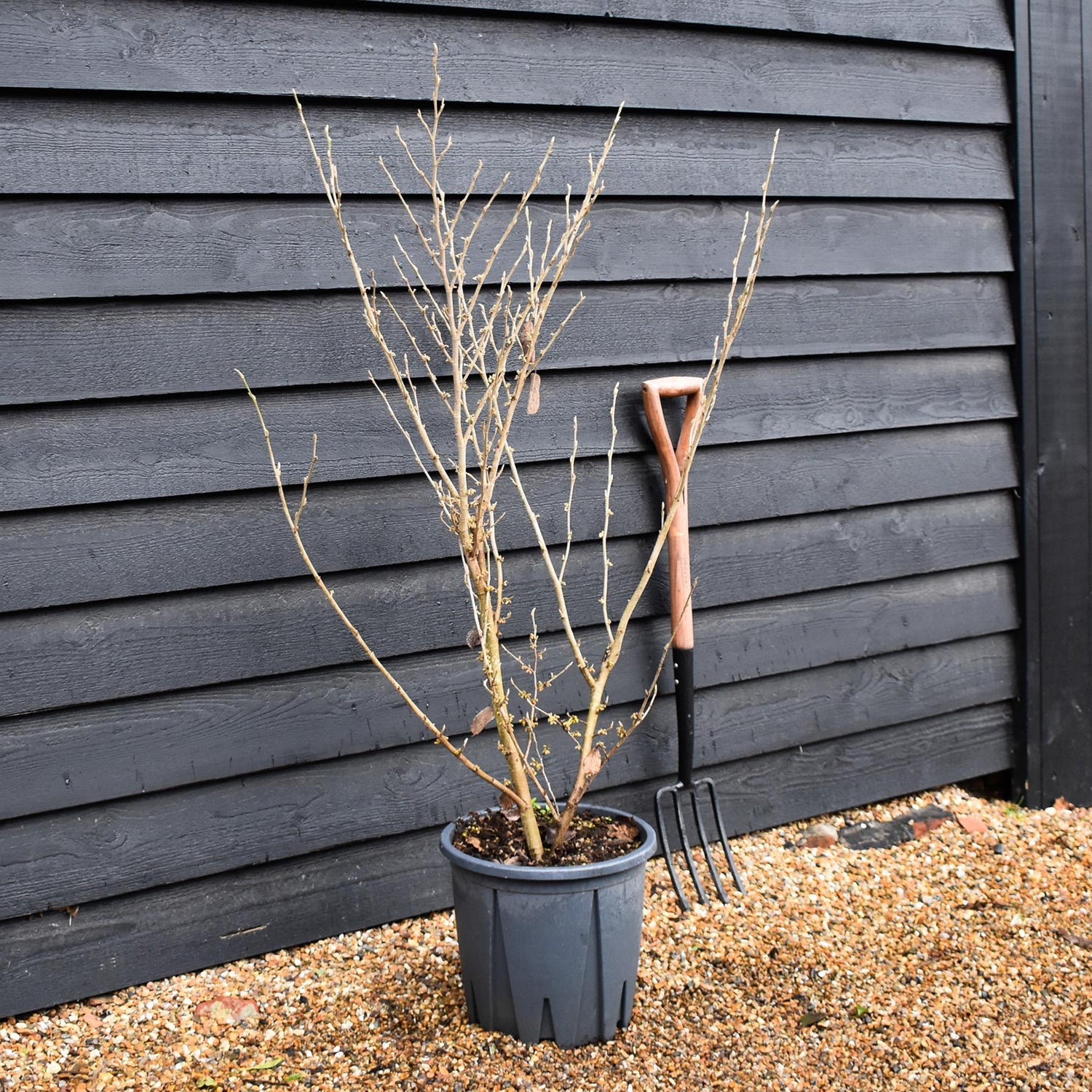 Hamamelis x intermedia 'Arnold Promise' | Witch hazel - Height 120-140cm - 20lt