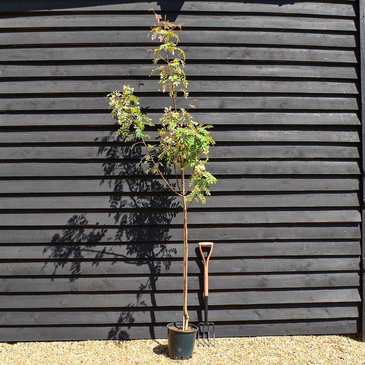 Sorbus pseudohupehensis 'Pink Pagoda' | Hupeh Rowan ‘Pink Pagoda’ - Height 190-210cm, 12lt