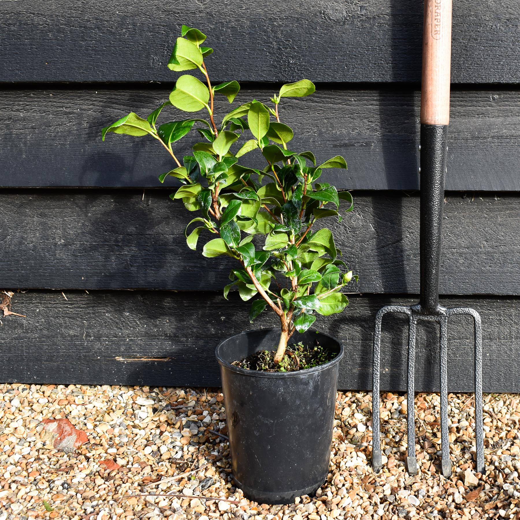 Arandel Tree Camellia Brushfields Yellow - 3lt – Arundel Arboretum
