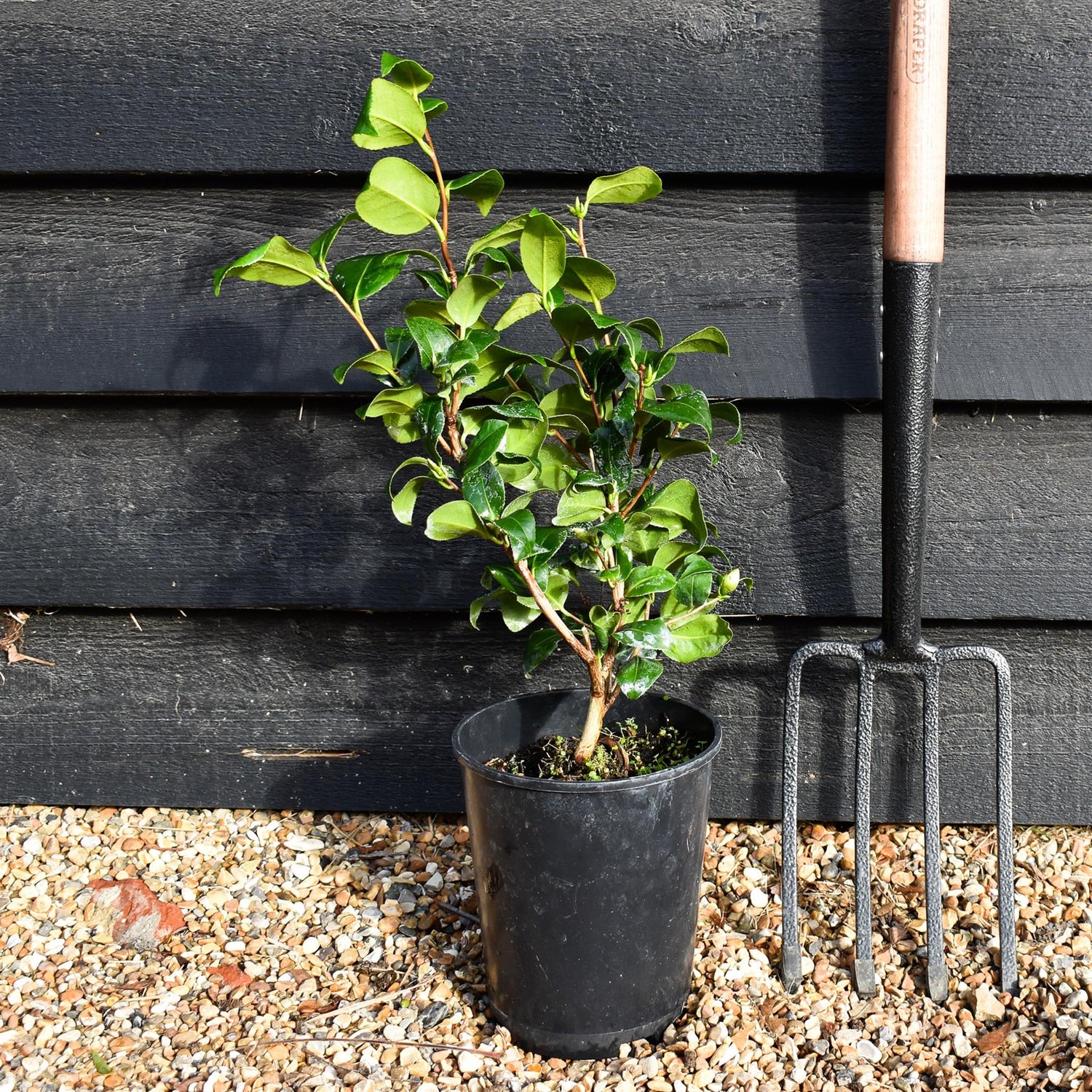 Camellia Brushfields Yellow - 3lt