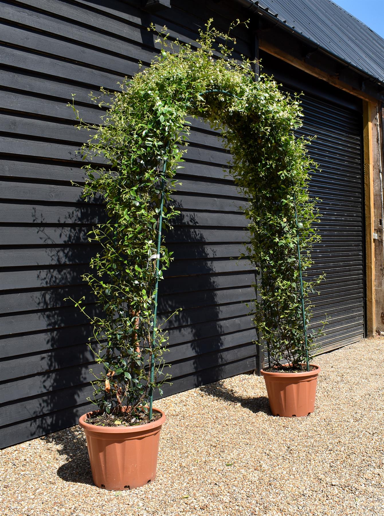 Star Jasmine | Trachelospermum jasminoides - Arch - Height 220cm-70lt