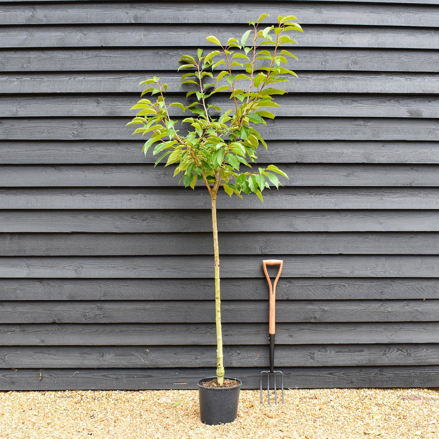 Cherry tree 'Van' | Prunus avium 'Van' - 100-120cm - 10lt