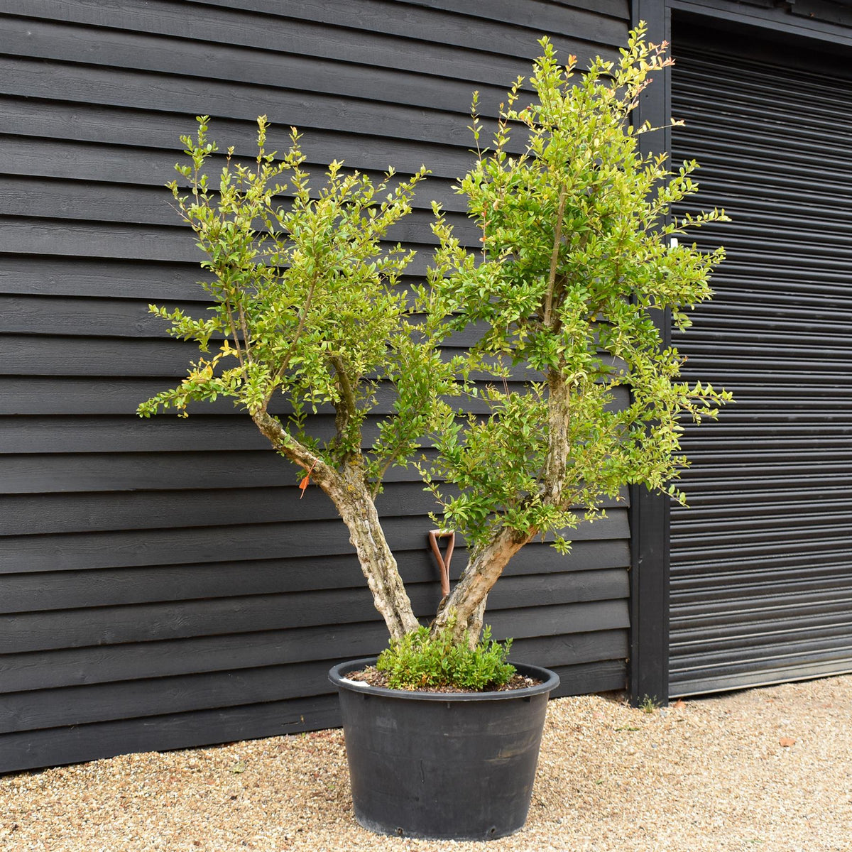 Pomegranate | Punica granatum - Mature Specimen 10A - 3 Branches - Height 240-250cm - 230lt