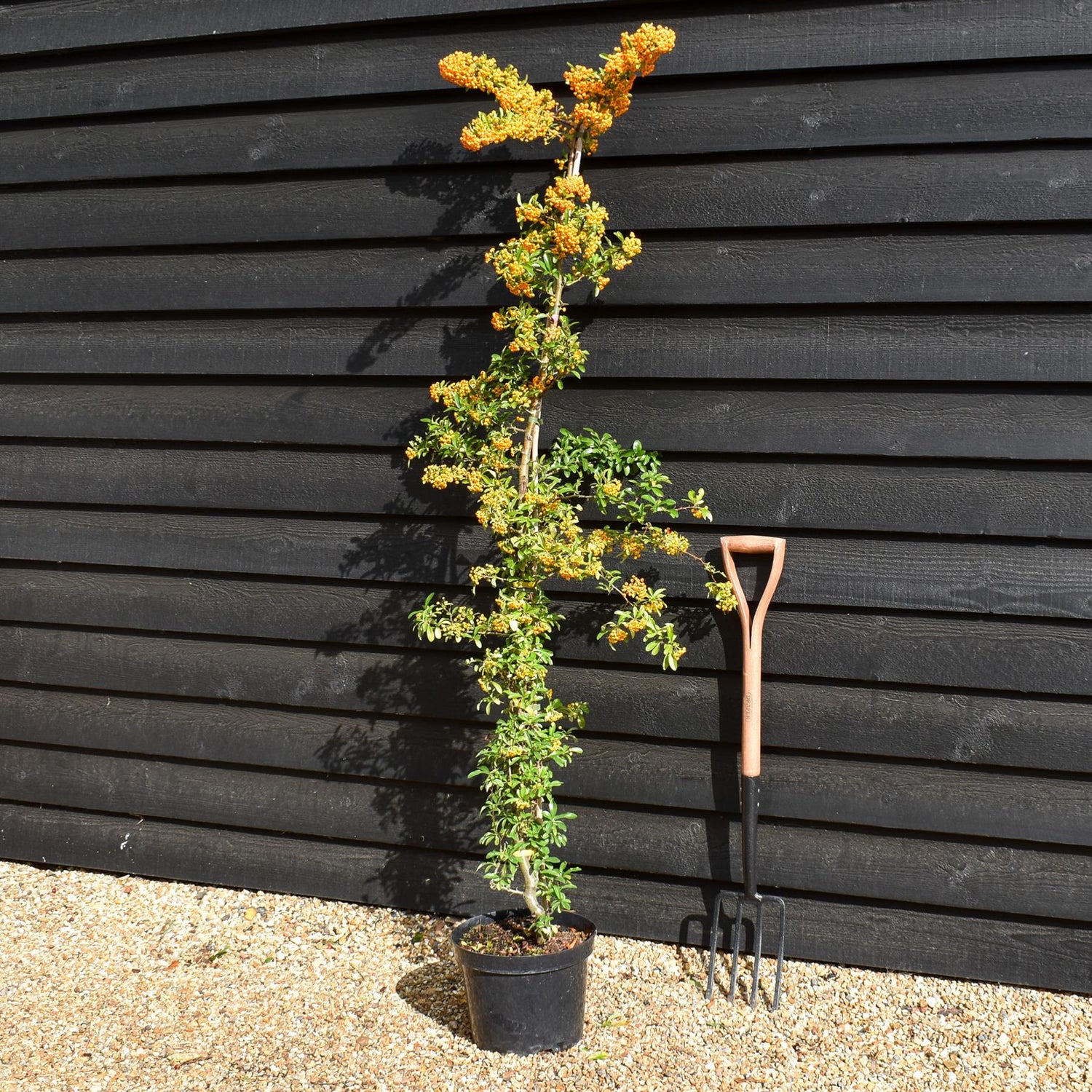 Pyracantha saphyr Orange - Height - 175-200cm - 10lt