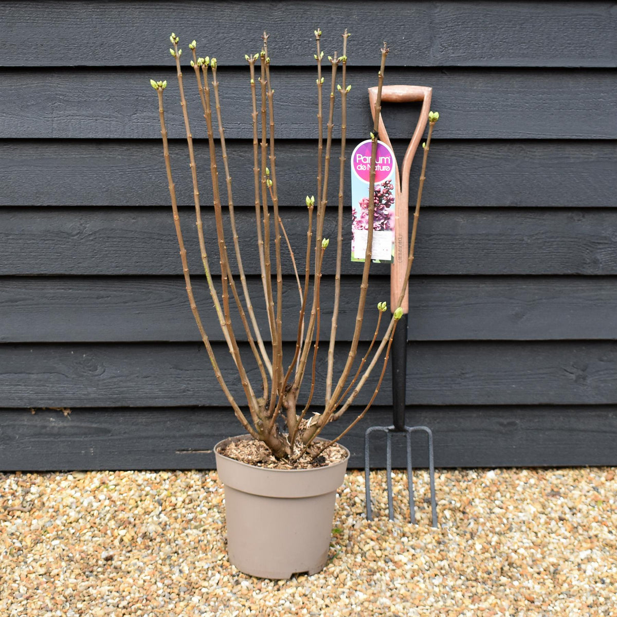 Syringa vulgaris 'Violetta' | lilac 'Violetta' - Height 80-100cm - 10lt