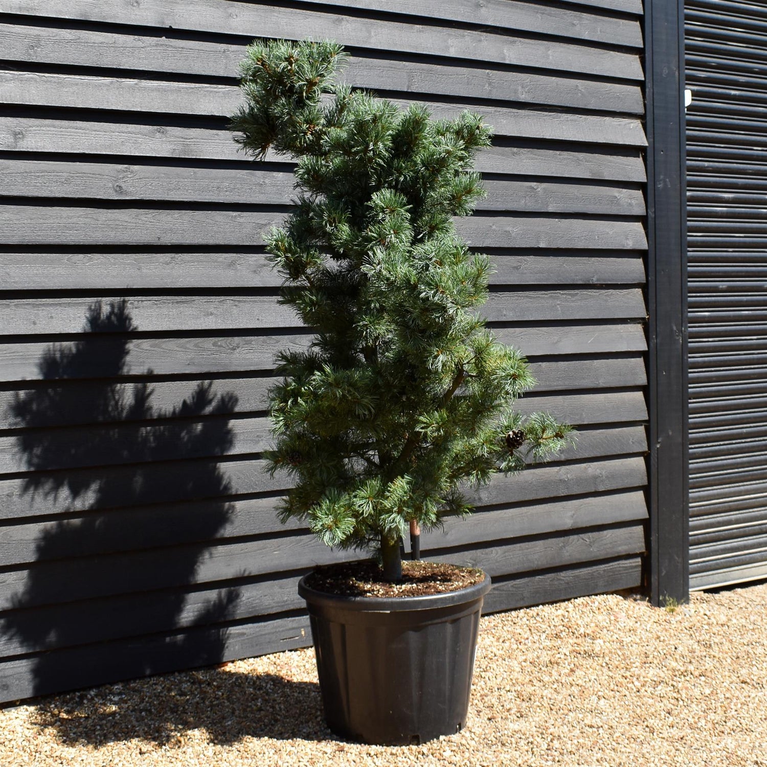 Pinus parvifloravGlauca - Japanese white pine - Height 180-200cm - 110lt
