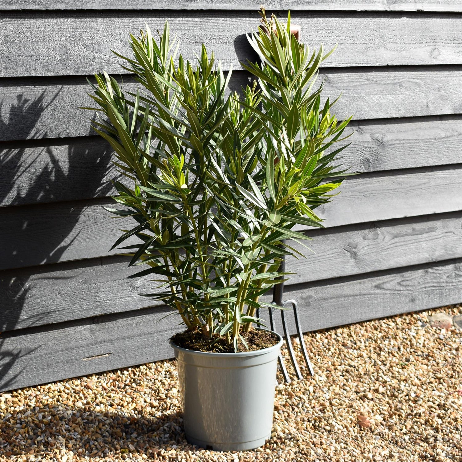 Nerium oleander - Nerium oleander - Bushy - Pink - Height 60-80cm - 10lt