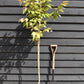 Prunus Shirofugen | Cherry 'Fugenzō' - 170-200cm, 10lt