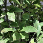 Magnolia Susan - Clear Stem - 210-225cm - 35lt