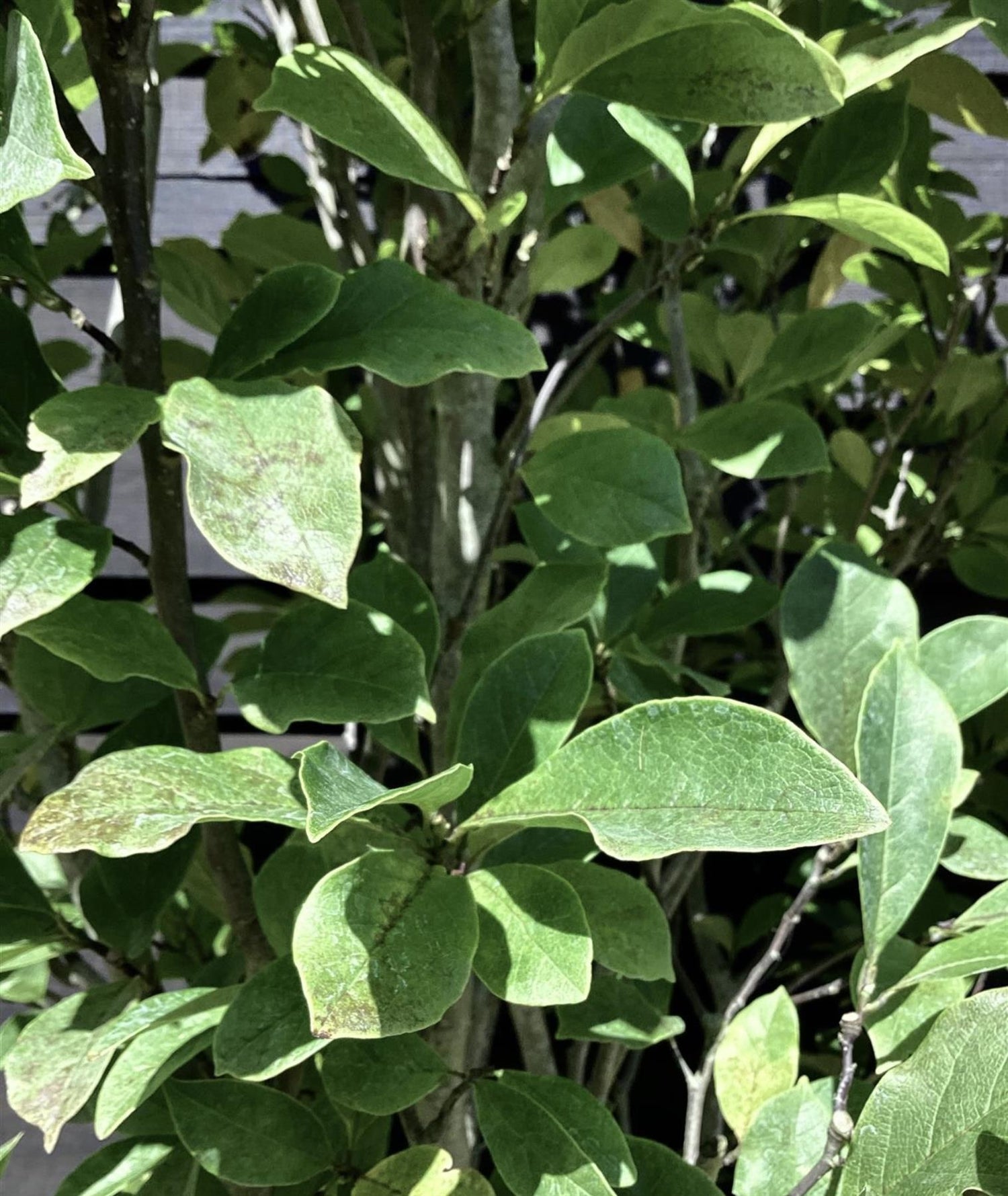Magnolia Susan - Clear Stem - 210-225cm - 35lt
