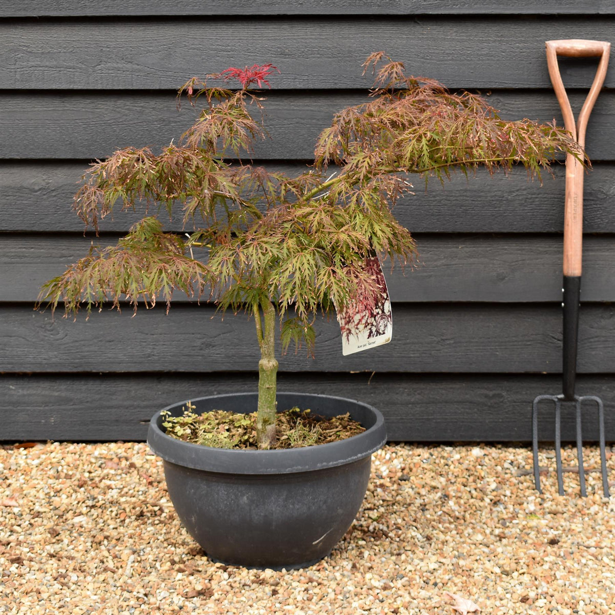 Garnet Japanese Maple | Acer palmatum 'Garnet'  Weeping -  Clear Stem 30-40cm - Height 80-90cm - 40lt