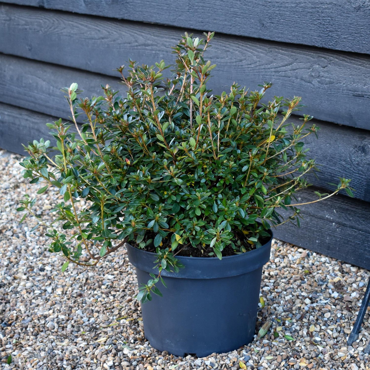 Azalea japonica | Rhododendron -'Violetta' - Bushy - Height 40-50cm -10lt