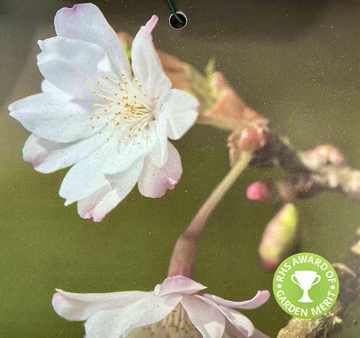 Prunus Subhirtella Autumnalis | Winter-Flowering Cherry - Girth 23cm - Height 400cm - 180lt