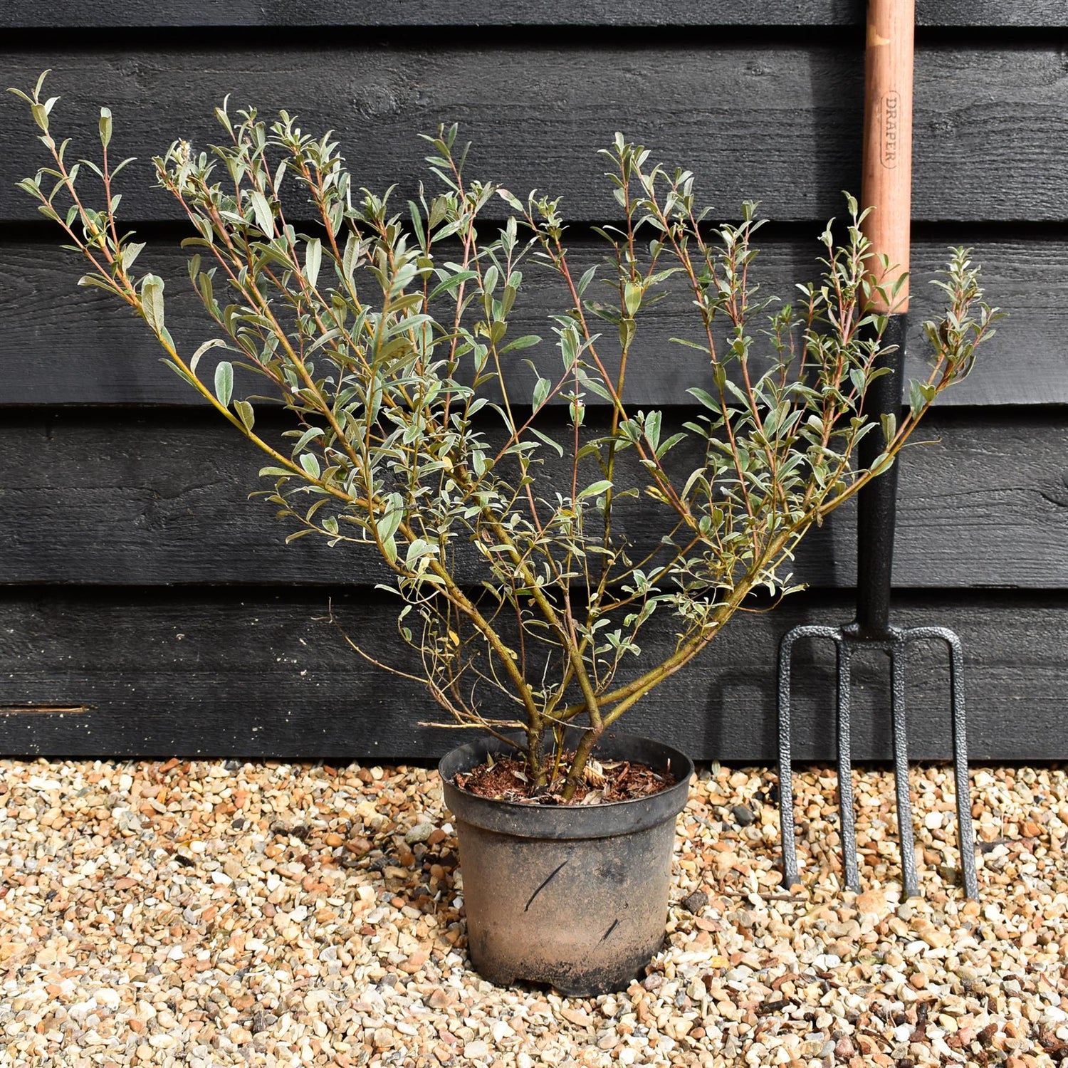 Salix elaeagnos - Shrub - Height 60-80cm - 10lt