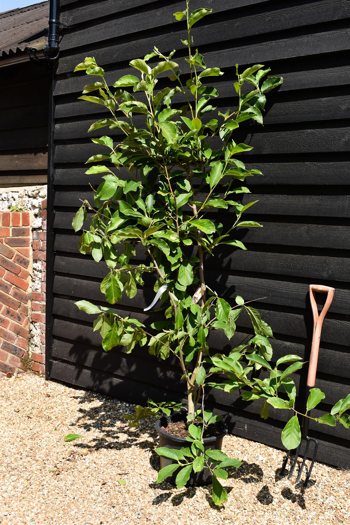 Magnolia x soulangeana - Bush - Height 140-150cm - 20lt
