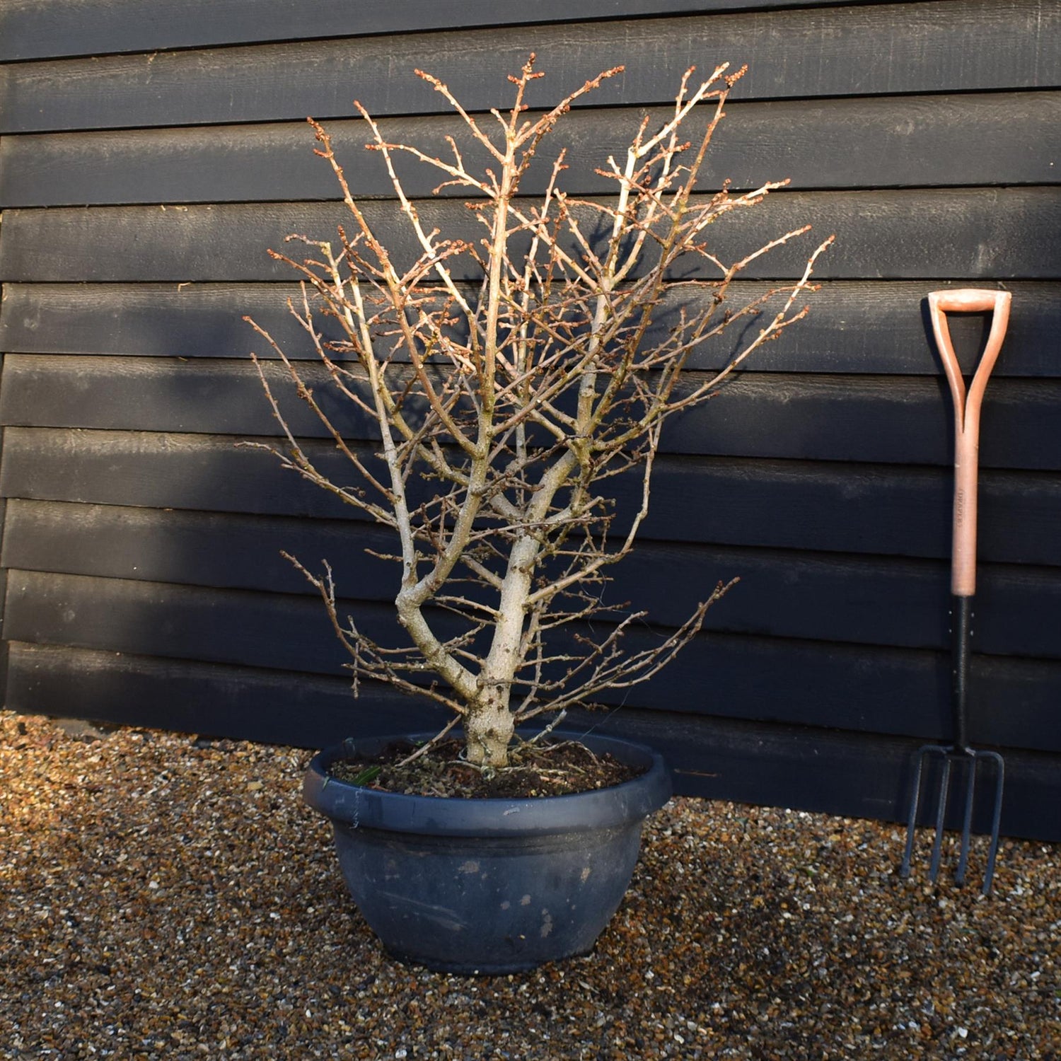 Ginkgo biloba 'Troll' | Maidenhair Tree - Bushy - Bowl - Height 100-110cm - 50lt