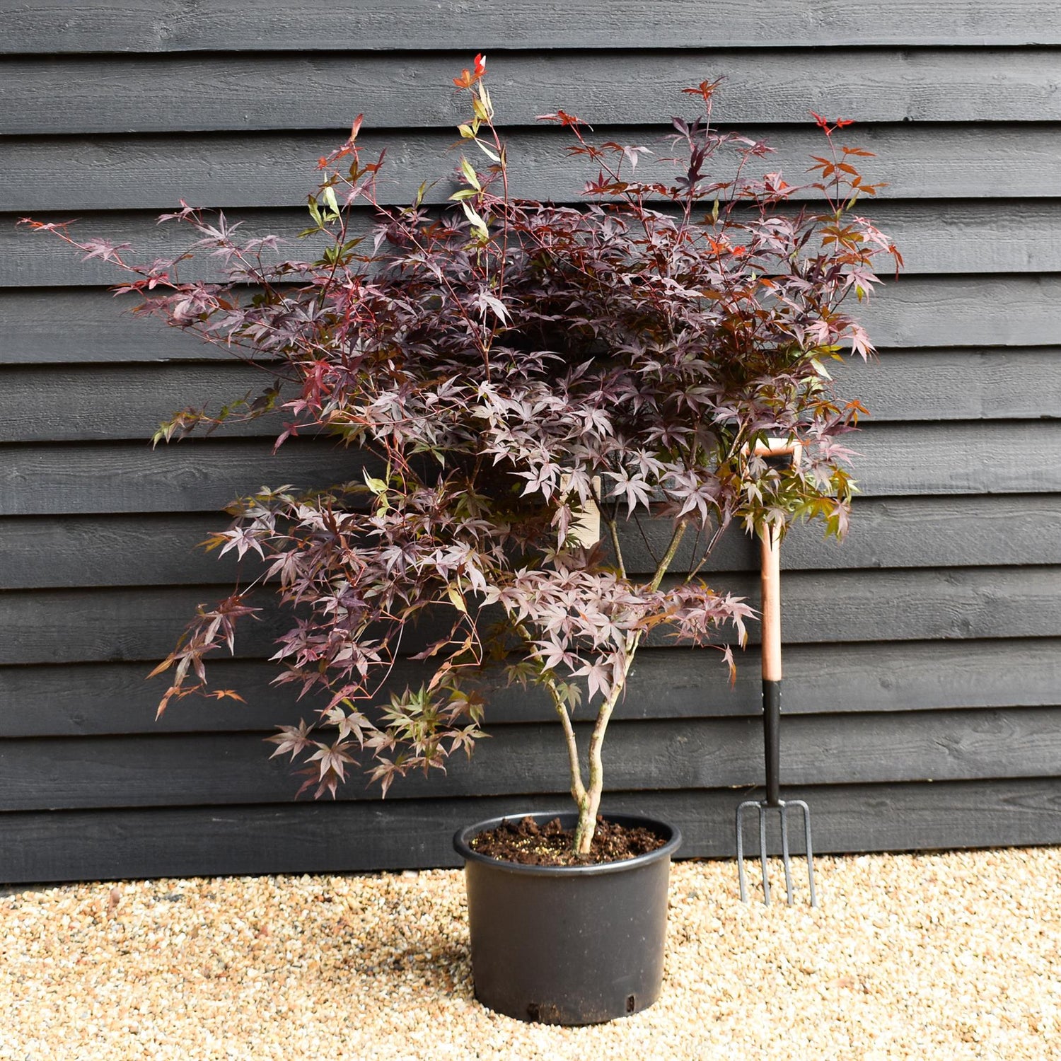 Acer palmatum 'Red Emperor' | Japanese Maple - Bushy - Height 140-180cm - 35lt