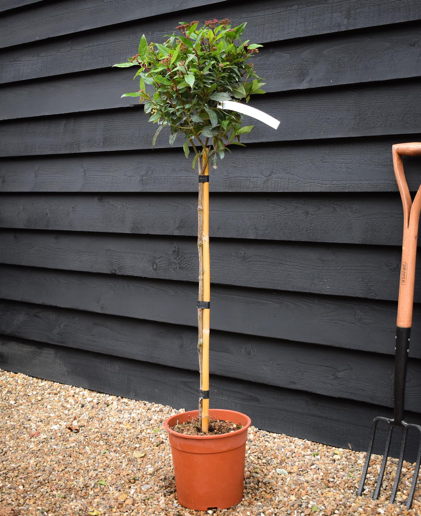Viburnum tinus Eve Price - Clear Stem - Height 90-100cm - 7lt