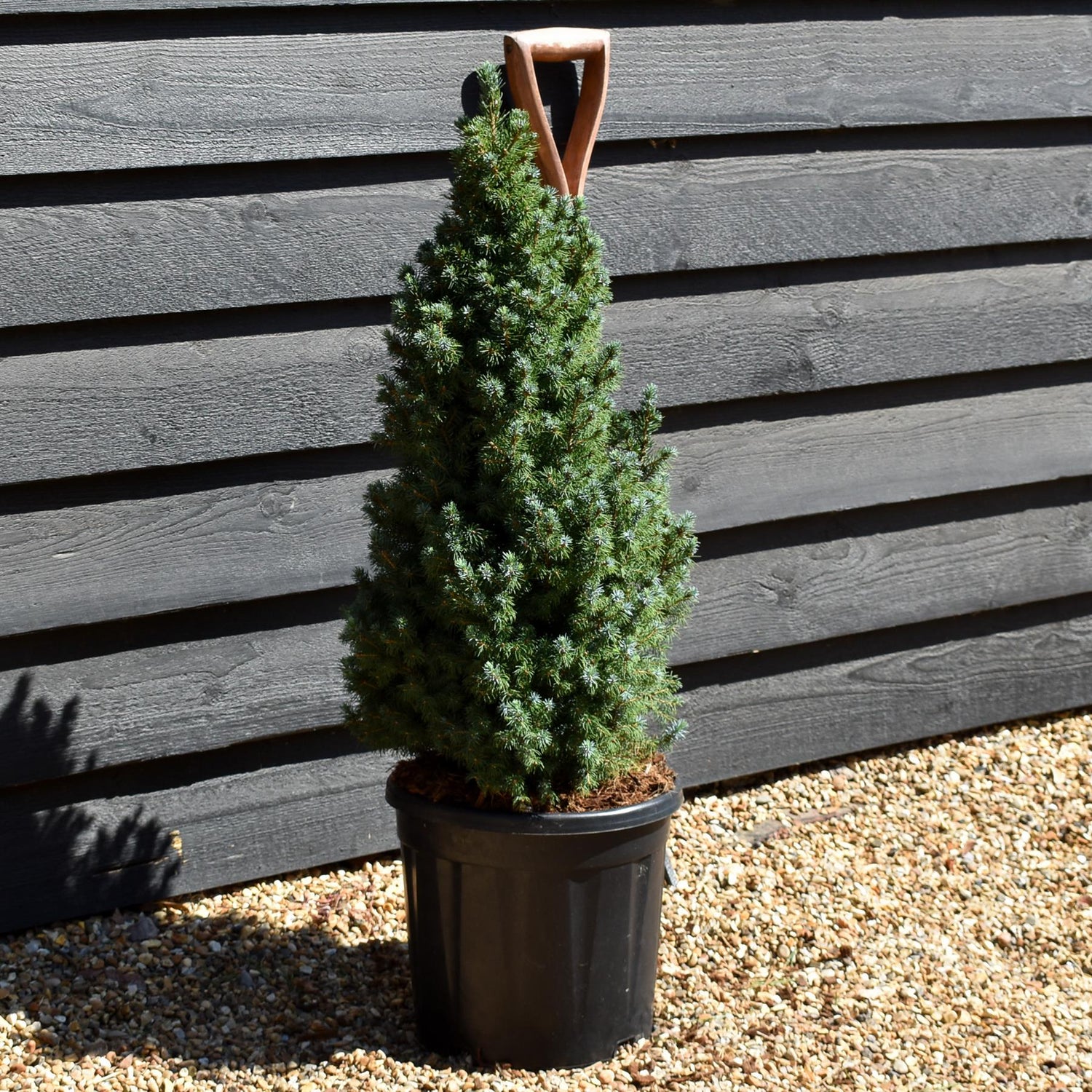Picea glauca 'Sander's Blue' | Alberta spruce - Height 70-80cm - 15lt