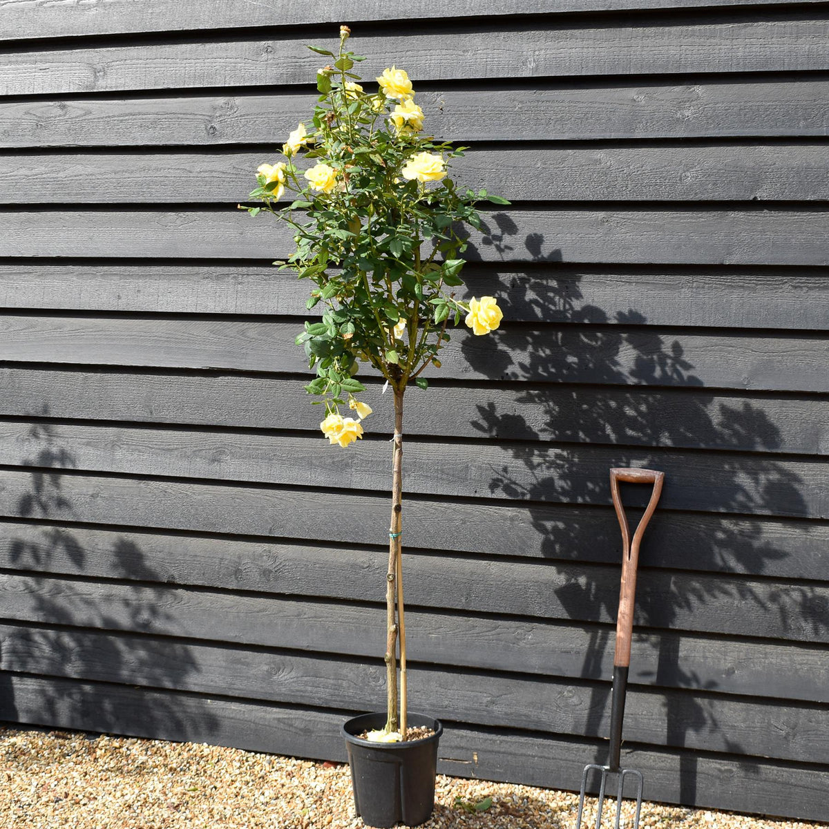Rose 'Giallo Puro Intenso' - Clear Stem 80-90cm - Height 130-160cm - 18lt